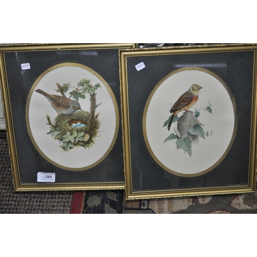 543 - 2 X GILT FRAMED AND GLAZED PICTURES OF BIRDS