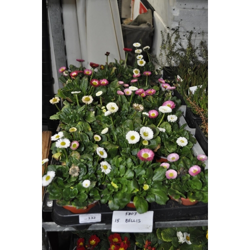 132 - TRAY OF 15 BELLIS PLANTS