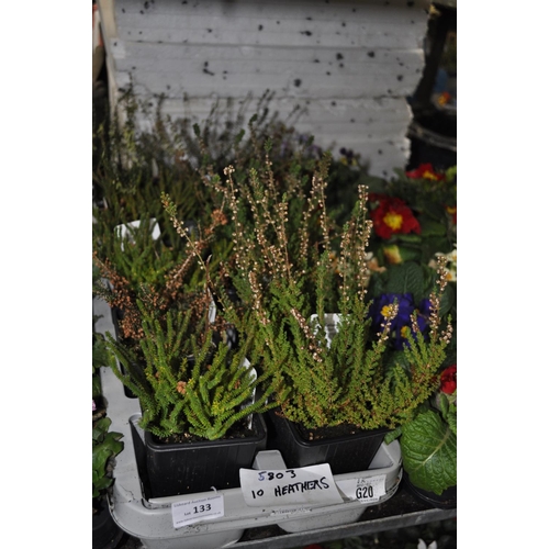 133 - TRAY OF 10 HEATHER PLANTS