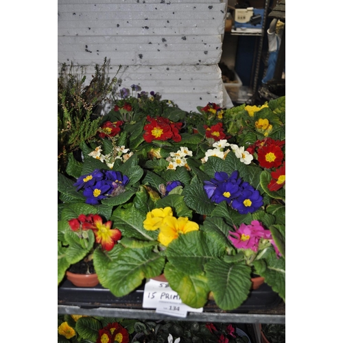 134 - TRAY OF 15 PRIMROSE PLANTS