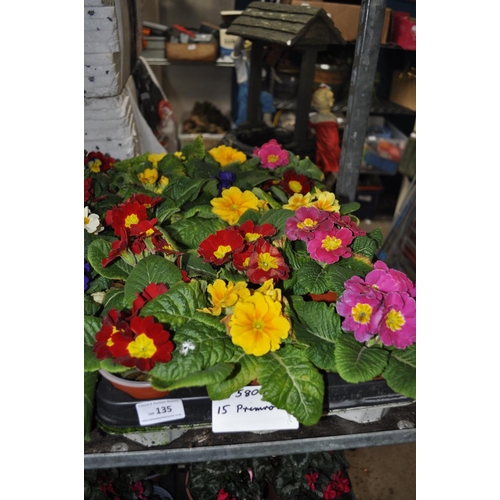 135 - TRAY OF 15 PRIMROSE PLANTS