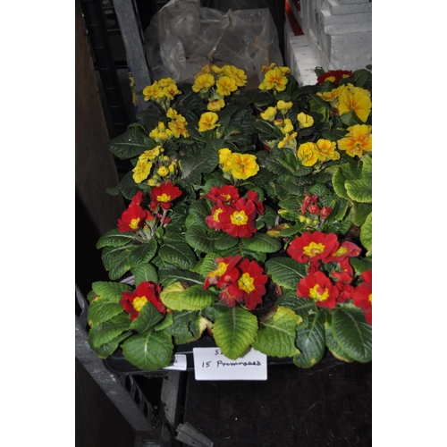 136 - TRAY OF 15 PRIMROSE PLANTS