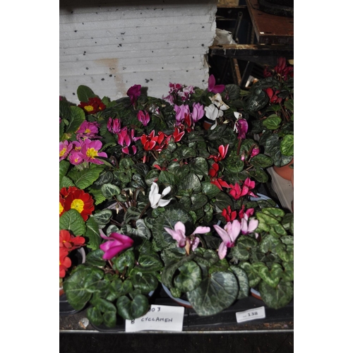 138 - TRAY OF 8 CYCLAMEN PLANTS