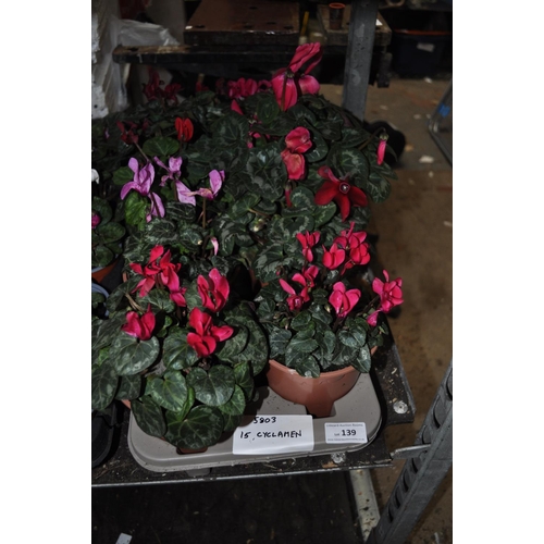 139 - TRAY OF 8 CYCLAMEN PLANTS