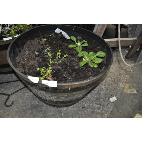 151 - LARGE PLASTIC TUB OF PLANTS