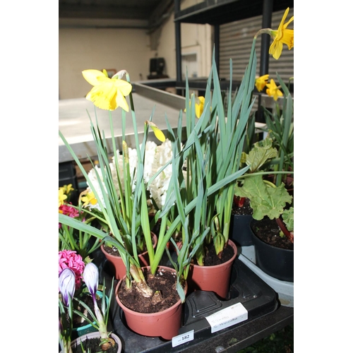 182 - 8 X POTTED HYACINTH PLANTS