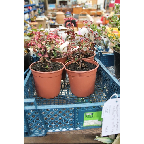 127 - 4 X LEUCOTHOE RAINBOW BURNISH BRONZE RED AND CREAM EVERGREEN IVY PLANTS