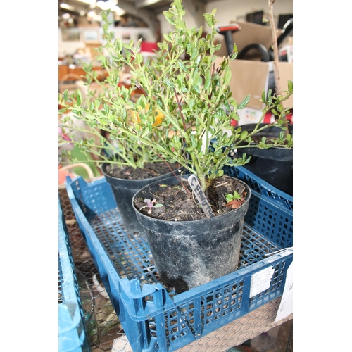 128 - 2 X CEANOTHUS (BLUE) PLANTS (BEES LOVE THESE!)