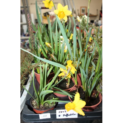 197 - TRAY OF 8 DAFFODIL PLANTS