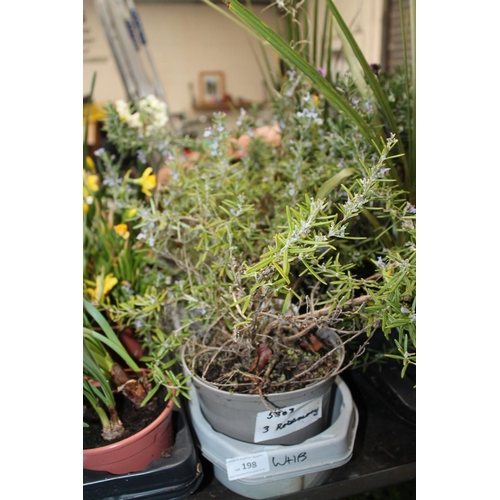 198 - 3 X ROSEMARY PLANTS