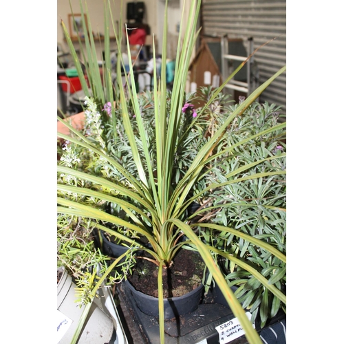 199 - 2 X CORDYLINE AND 4 X WALLFLOWER PLANTS