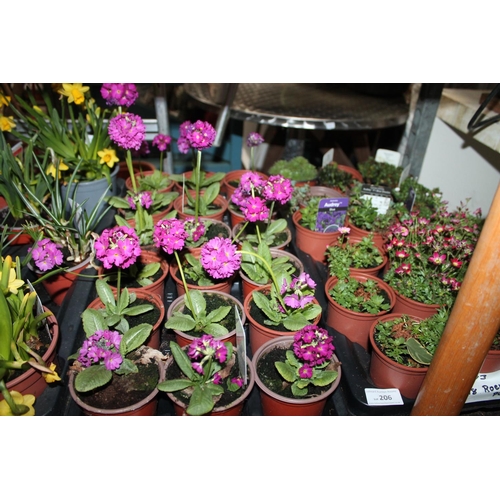 205 - 18 x PRIMULA PLANTS