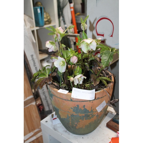 213 - POTTED HELLEBORE PLANT