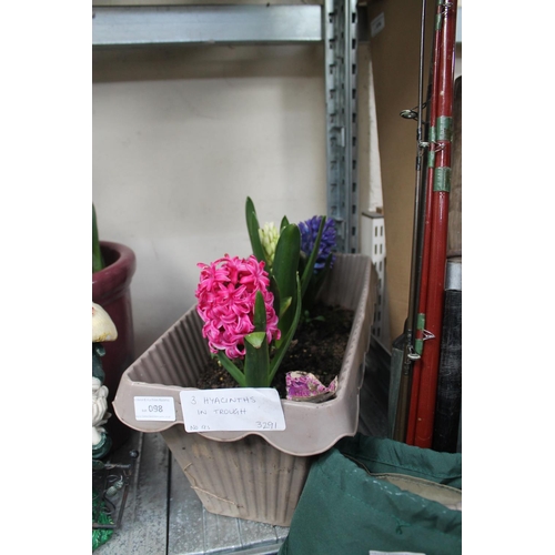 98 - 3 X HYACINTHS IN A TROUGH