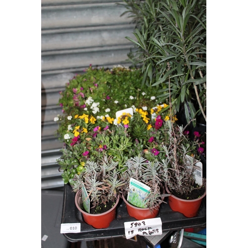 10 - TRAY OF 18 X ROCK PLANTS