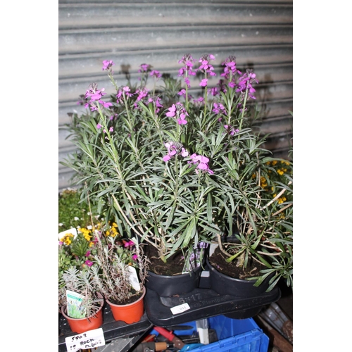 11 - TRAY OF MIXED PLANTS