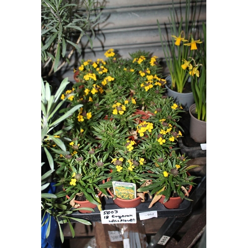 12 - 18 X WALLFLOWER PLANTS