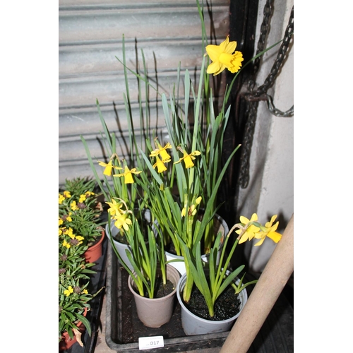 17 - TRAY OF DAFFODIL PLANTS