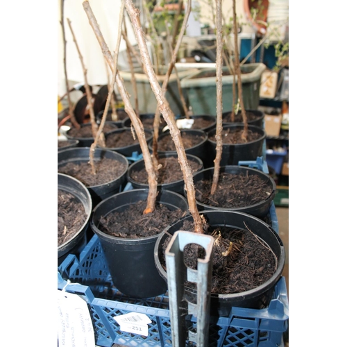 251 - POTTED ALL GOLD AND YELLOW RASPBERRY CANES