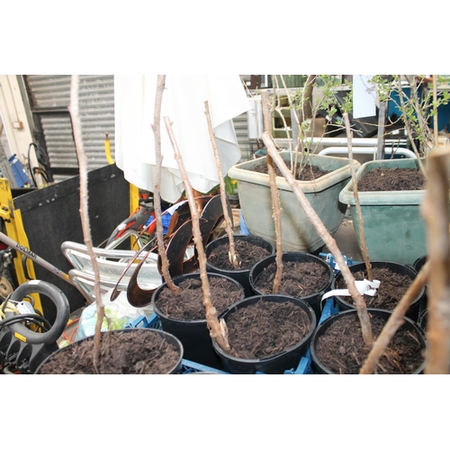 253 - POTTED ALL GOLD AND YELLOW RASPBERRY CANES