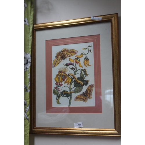 556 - FRAMED CATERPILLAR AND MOTH PRINT