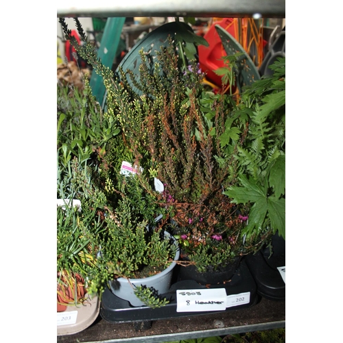 202 - TRAY OF 8 X HEATHER PLANTS