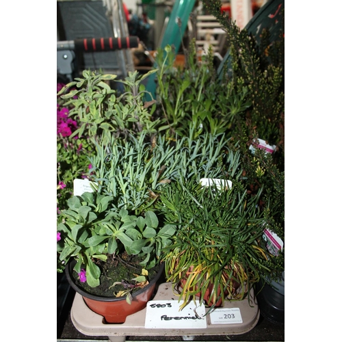 203 - TRAY OF 8 X PERENNIAL PLANTS