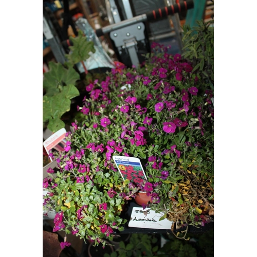 204 - TRAY OF MIXED AUBRIETA PLANTS