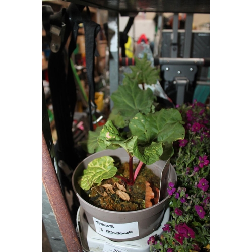 205 - TRAY OF 3 X RHUBARB PLANTS