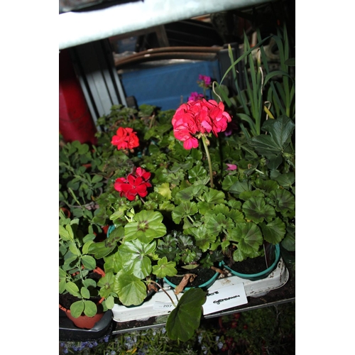 207 - TRAY OF GERANIUM PLANTS