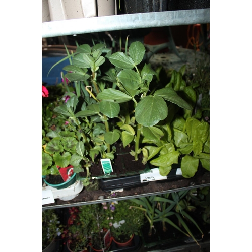 208 - TRAY OF MIXED VEGETABLE PLANTS