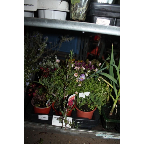 211 - TRAY OF ROCK PLANTS