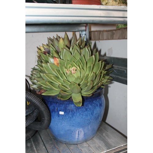 55 - VERY LARGE SUCCULENT IN GLAZED TERRACOTTA POT     APPROX  1FT