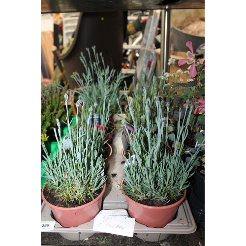 265 - TRAY OF 8 X PINK PLANTS