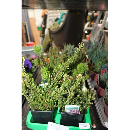 266 - TRAY OF 10 X HEATHER PLANTS