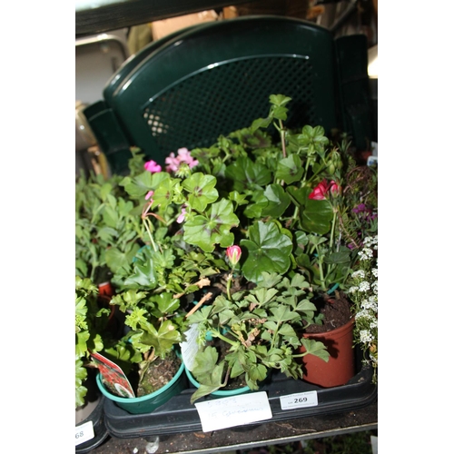 269 - TRAY OF 15 X GERANIUM PLANTS