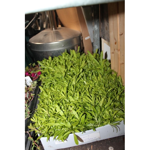 271 - TRAY OF SWEET WILLIAM PLANTS