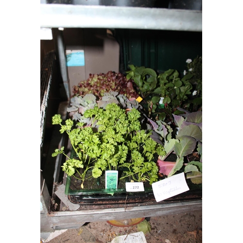 272 - TRAY OF 30 X VEGETABLE PLANTS