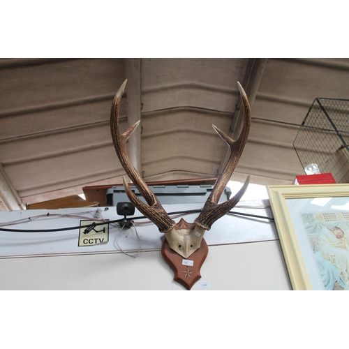 559 - SET OF HEAVY MOUNTED ANTLER HORNS