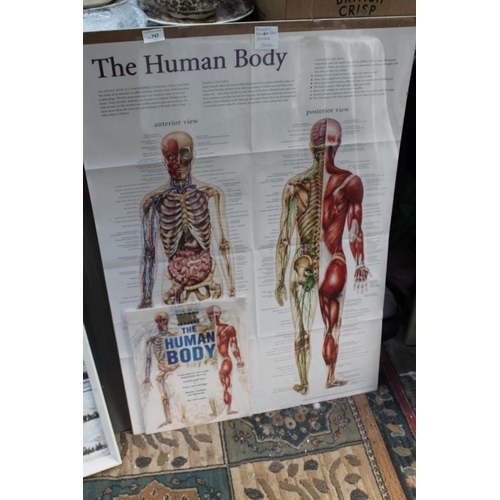 747 - BIOLOGY HUMAN BODY POSTER