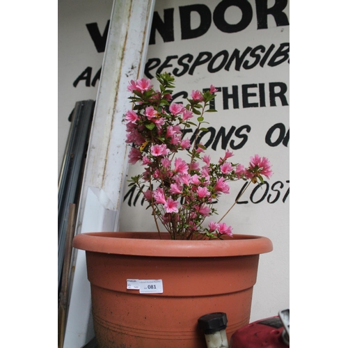 81 - LARGE POTTED PINK AZALEA