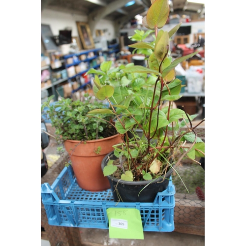 105 - TRAY OF ASSORTED PLANTS