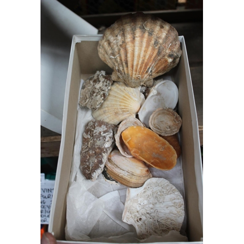 120 - BOX OF ASSORTED SEASHELLS