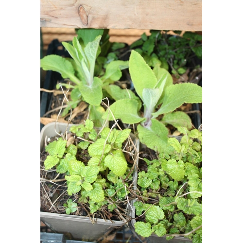 130 - TRAY OF BEDDING PLANTS