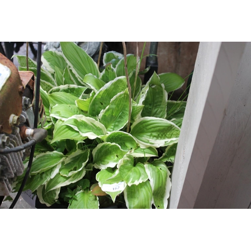 162 - LARGE GREEN POTTED HOSTA