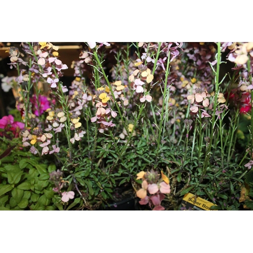 189 - TRAY OF 8 X WALLFLOWER PLANTS