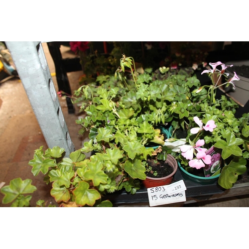 193 - TRAY OF 15 X GERANIUM PLANTS