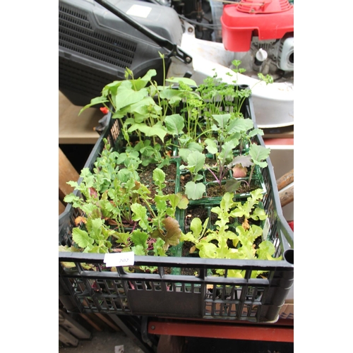 202 - LARGE TRAY OF ASSORTED BEDDING PLANTS