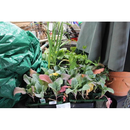 217 - TRAY OF ASSORTED PLANTS