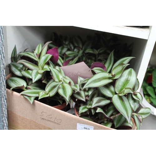 65 - BOX OF VARIEGATED  HOUSEPLANTS